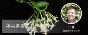 夜來香春天如何修剪