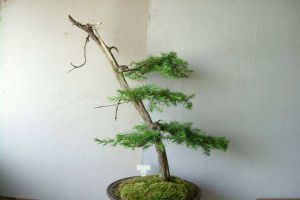 杜松盆景的製作和養護