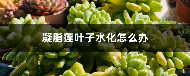 凝脂蓮葉子水化怎麼辦
