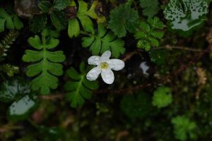 幌菊種子怎麼種