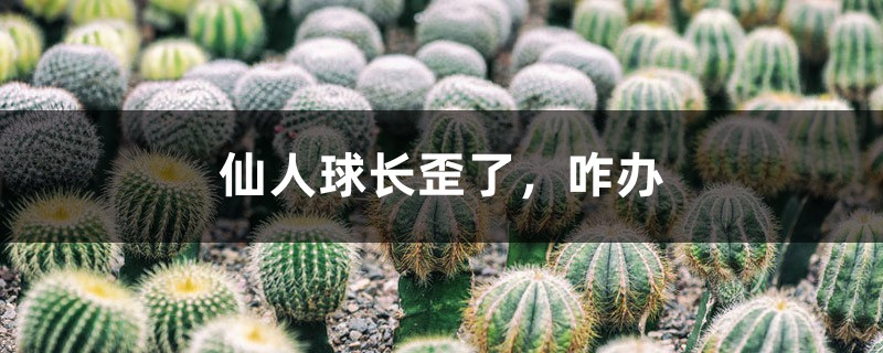 仙人球長歪了，咋辦