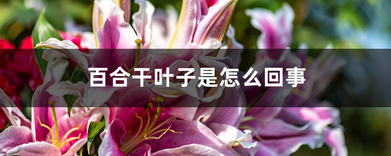 百合幹葉子是怎麼回事
