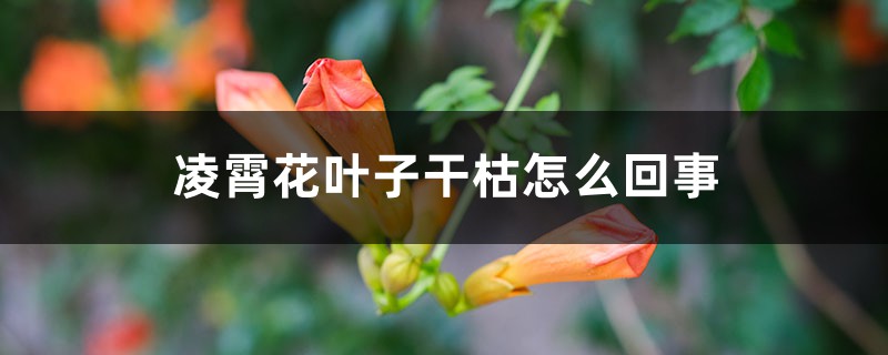凌霄花葉子乾枯怎麼回事，葉子枯萎打卷