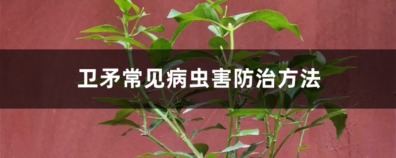 衛矛常見病蟲害防治方法