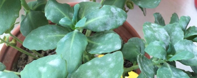 白粉病怎麼治，怎麼預防