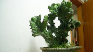 麒麟掌怎麼澆水