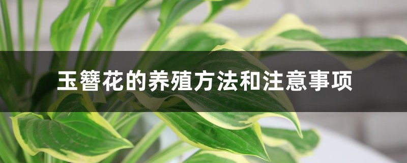 玉簪花的養殖方法和注意事項