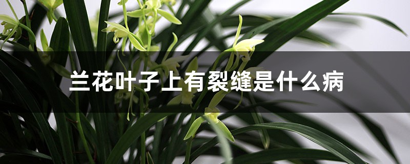 蘭花葉子上有裂縫是什麼病，葉子開裂如何處理