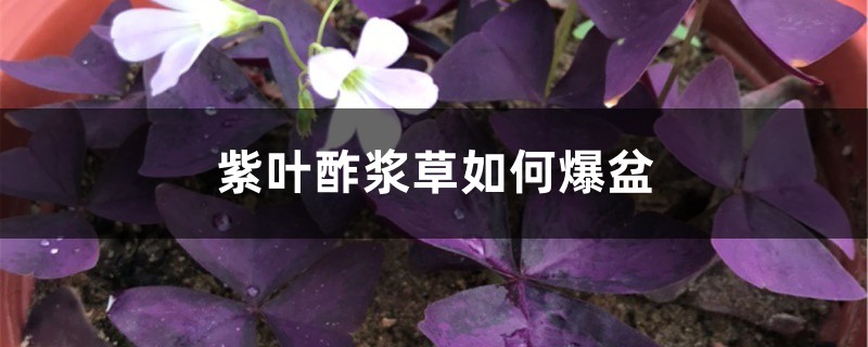 紫葉酢漿草如何爆盆
