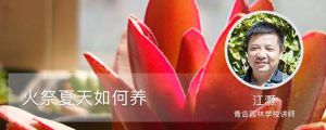 火祭夏天如何養