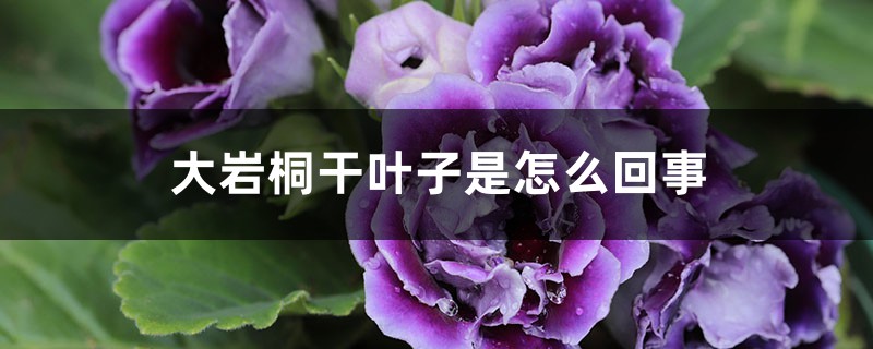 大巖桐幹葉子是怎麼回事