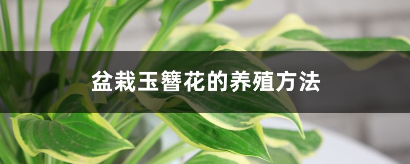 盆栽玉簪花的養殖方法和注意事項