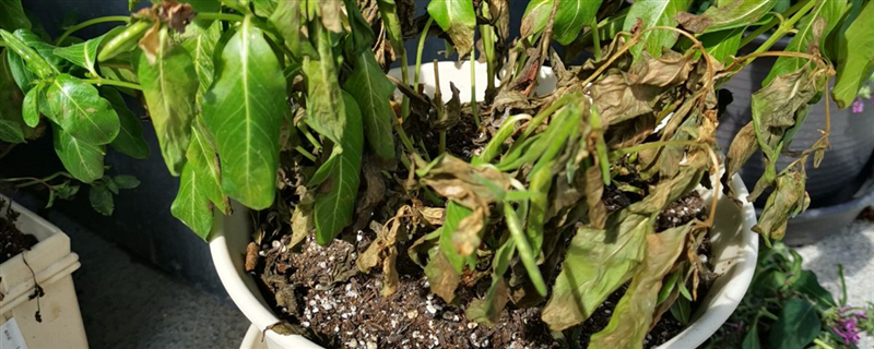 水多爛根怎麼處理，花老是爛根怎麼回事