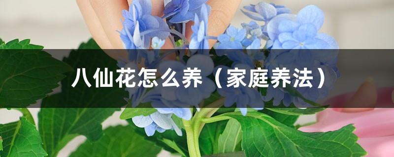 八仙花怎麼養（家庭養法）