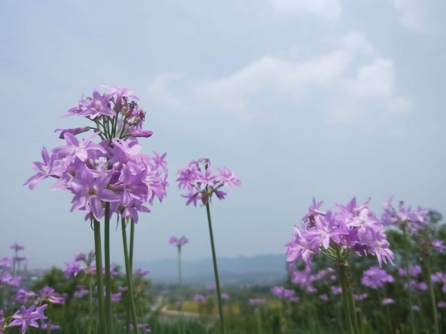 紫嬌花