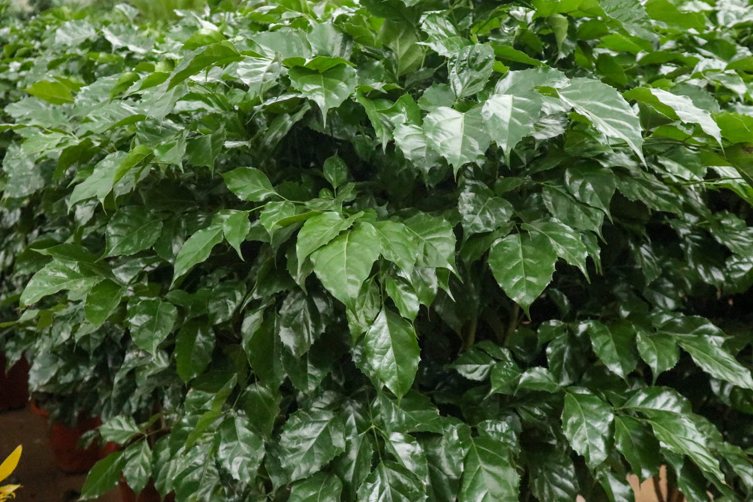 綠寶樹