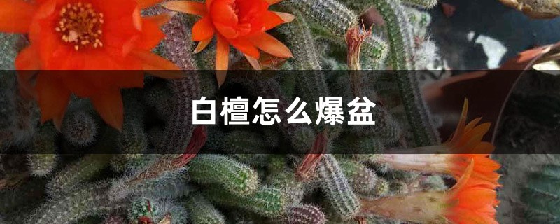 白檀怎麼爆盆