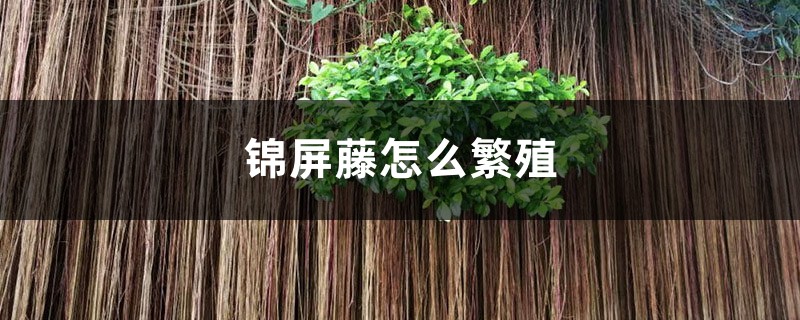 錦屏藤怎麼繁殖