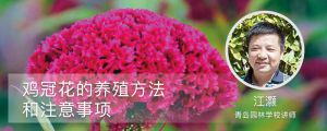 雞冠花的室內養殖方法和注意事項