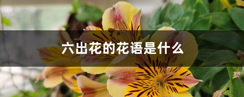 六出花的花語是什麼