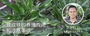 螺紋鐵的養殖方法和注意事項
