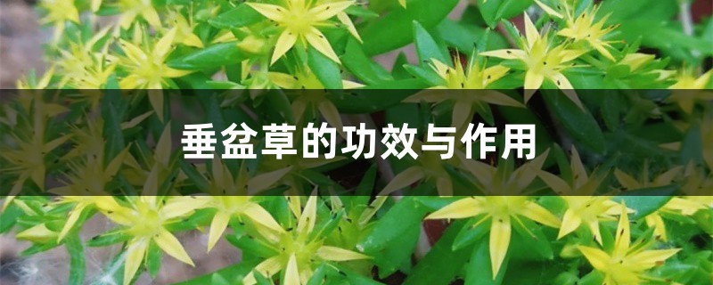 垂盆草的功效與作用