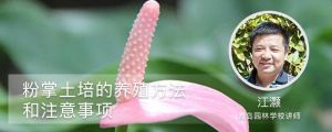 粉掌土培的養殖方法和注意事項