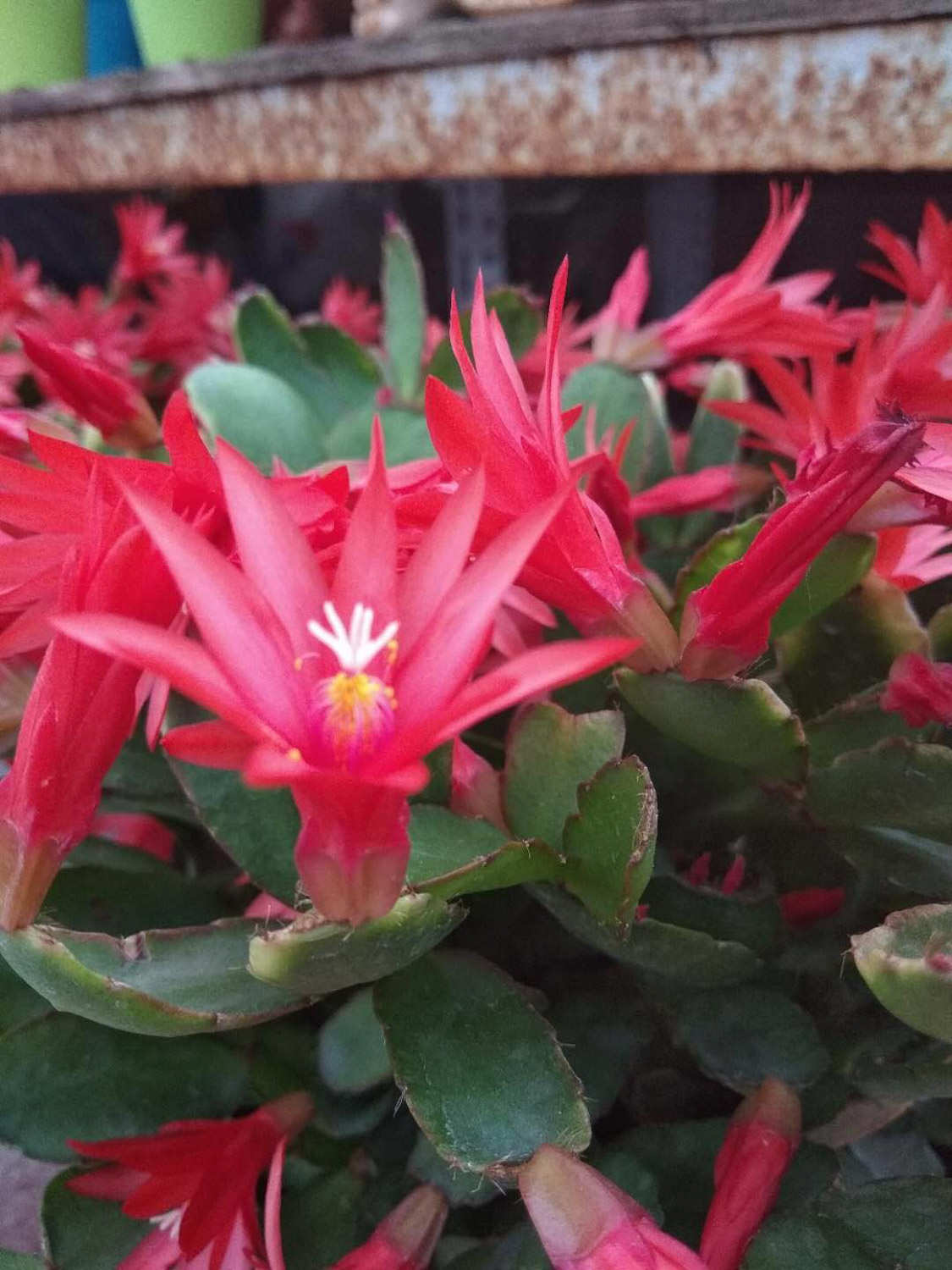假曇花