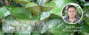 金錢兜的養殖方法和注意事項