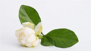 小葉梔子花怎麼養