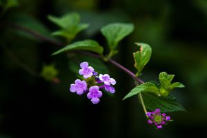 香水草什麼時候開花