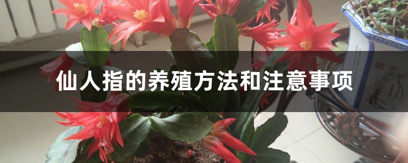 仙人指的養殖方法和注意事項