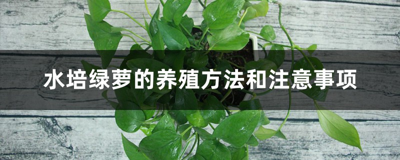 水培綠蘿的養殖方法和注意事項