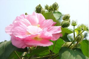 木芙蓉花什麼時候開花