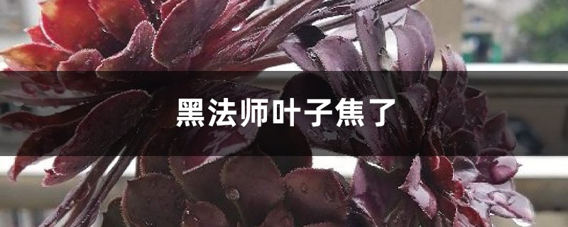 黑法師葉子焦了怎麼辦