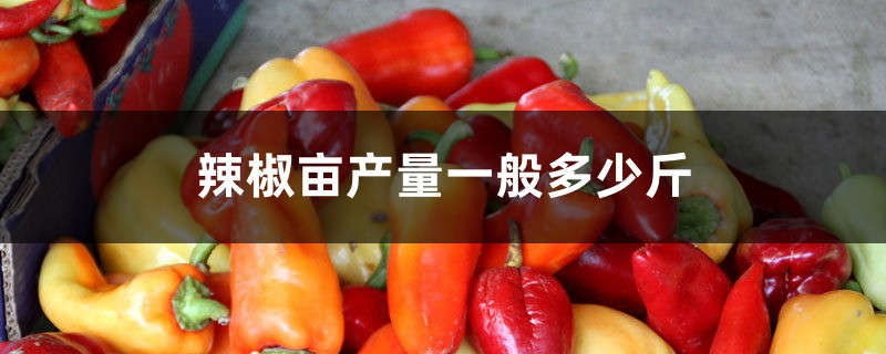 辣椒畝產量一般多少斤