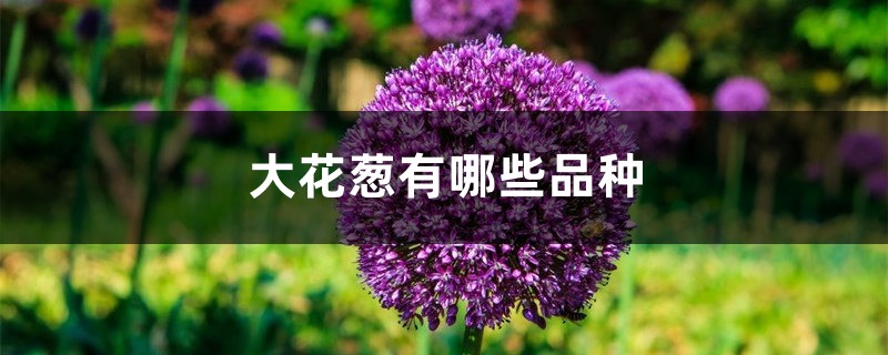 大花蔥有哪些品種