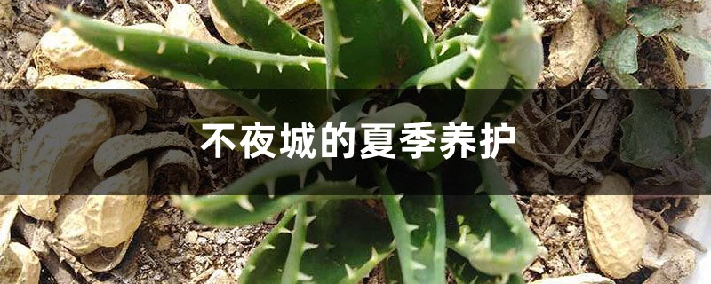 不夜城的夏季養護