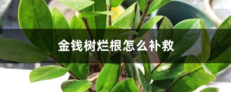 金錢樹爛根怎麼補救，爛根不換土行嗎