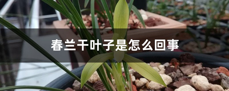春蘭幹葉子是怎麼回事