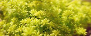 黃金萬年草的養殖方法