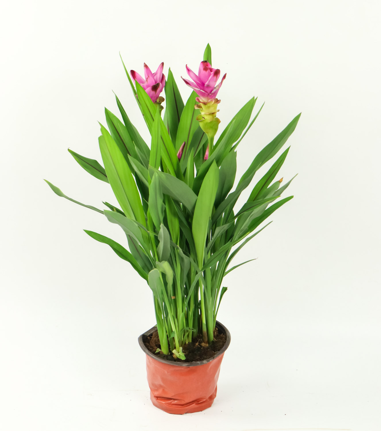 姜荷花