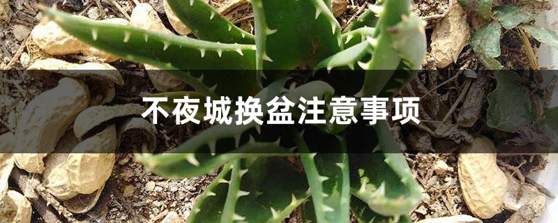 不夜城換盆注意事項