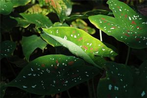 五彩芋(彩葉芋)病害防治方法