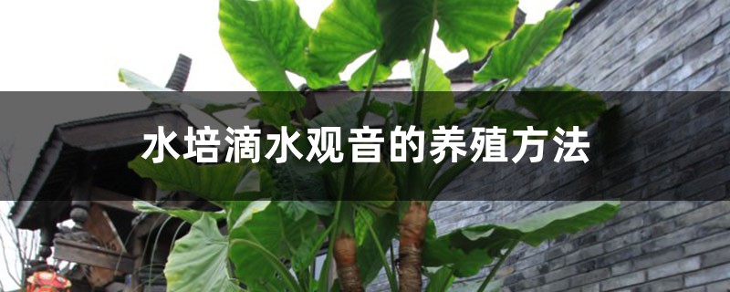 水培滴水觀音的養殖方法