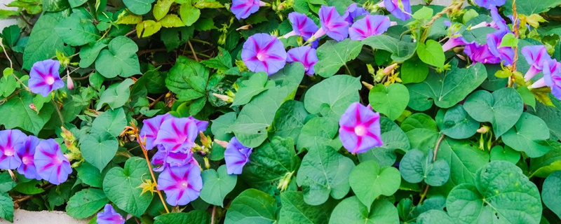 園林綠化常用花卉20種