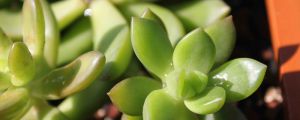 多肉植物銘月怎麼養：如何修剪和養胖？