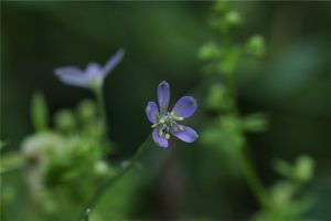 還亮草什麼時候開花