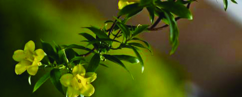 法國香水花怎麼養