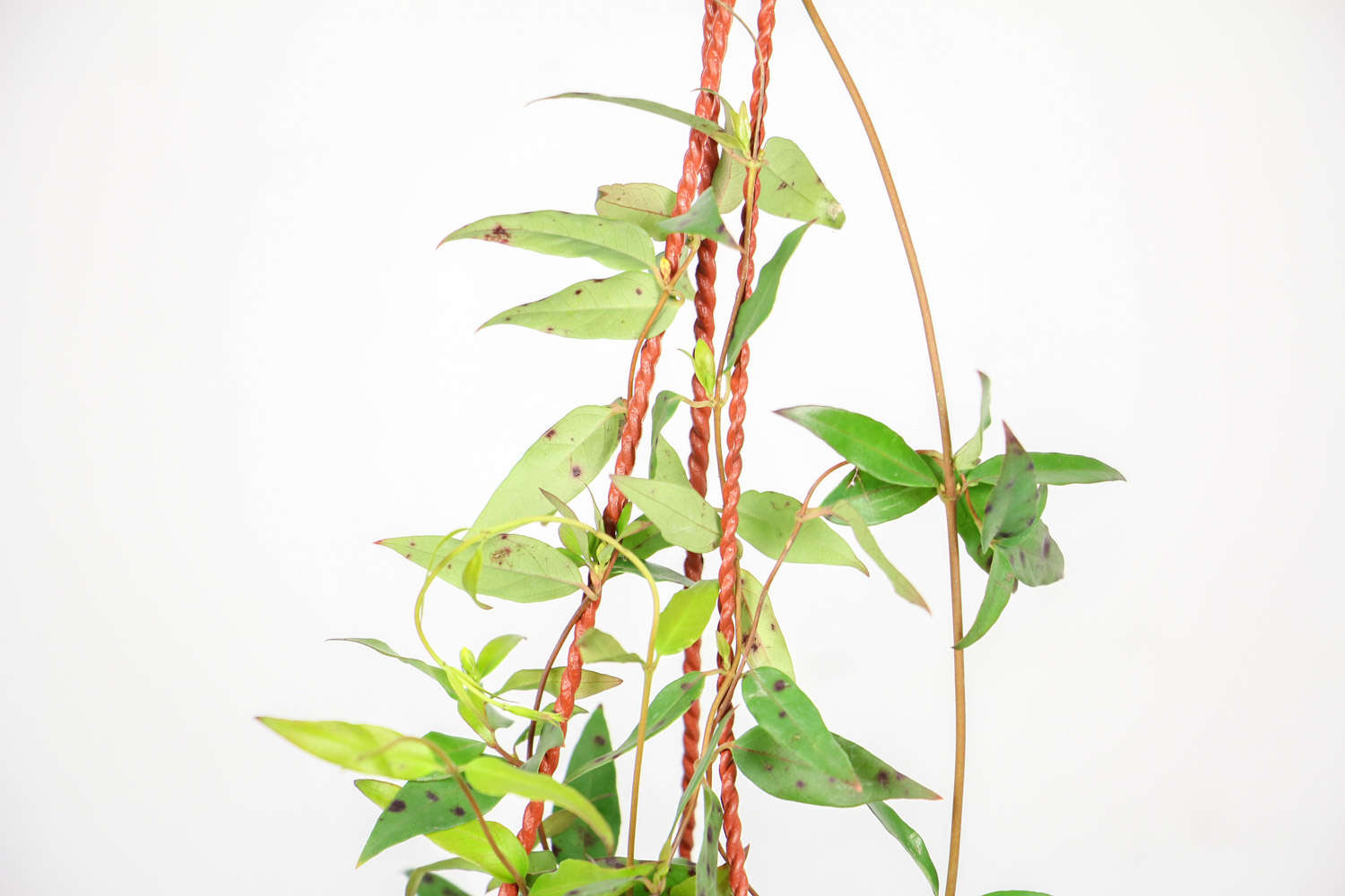 法國香水茉莉